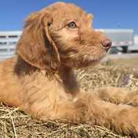 Bear, a male Irish Doodle for sale in Lake City, FL – Photo 1 of 6