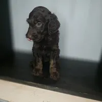 Sullivan, a male Irish Doodle for sale in Lake City, FL – 4 of 5