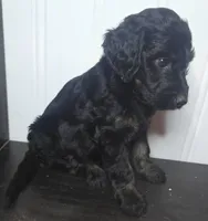 Bree, a female Irish Doodle for sale in Lake City, FL – 7 of 10