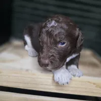 Woody, a male Goldendoodle for sale in Lake City, FL – 6 of 8