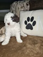 Eggnog, a female Miniature Bernedoodle for sale in Lake City, FL – Photo 1 of 3