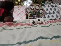 Eggnog, a female Miniature Bernedoodle for sale in Lake City, FL – Photo 3 of 3