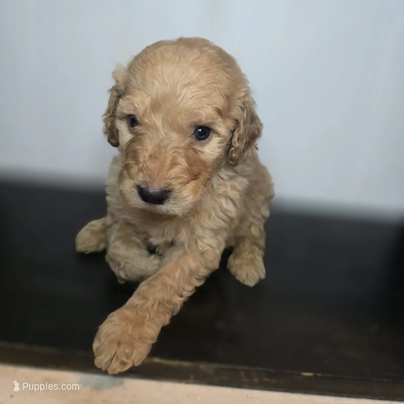 Rex – Goldendoodle puppy for sale in Lake City, FL