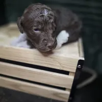 Woody, a male Goldendoodle for sale in Lake City, FL – 8 of 8