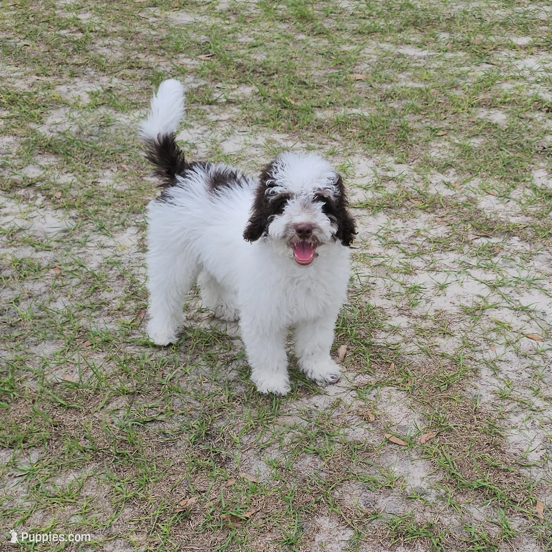 Teddy *Crate Trained* , a male Cockapoo for sale in Lake City, FL – Photo 2 of 2