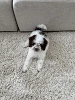 Teddy *Crate Trained* , a male Cockapoo for sale in Lake City, FL – Photo 4 of 4