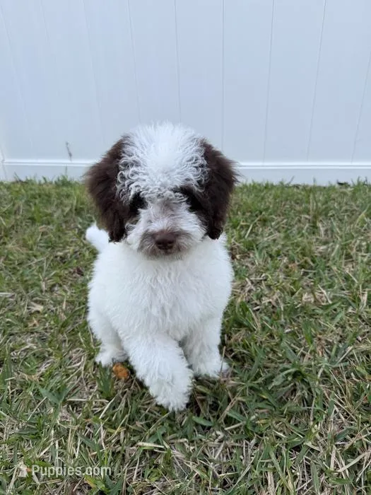 Teddy *Crate Trained*  – Cockapoo puppy for sale in Lake City, FL