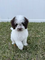 Teddy *Crate Trained* , a male Cockapoo for sale in Lake City, FL – Photo 1 of 4