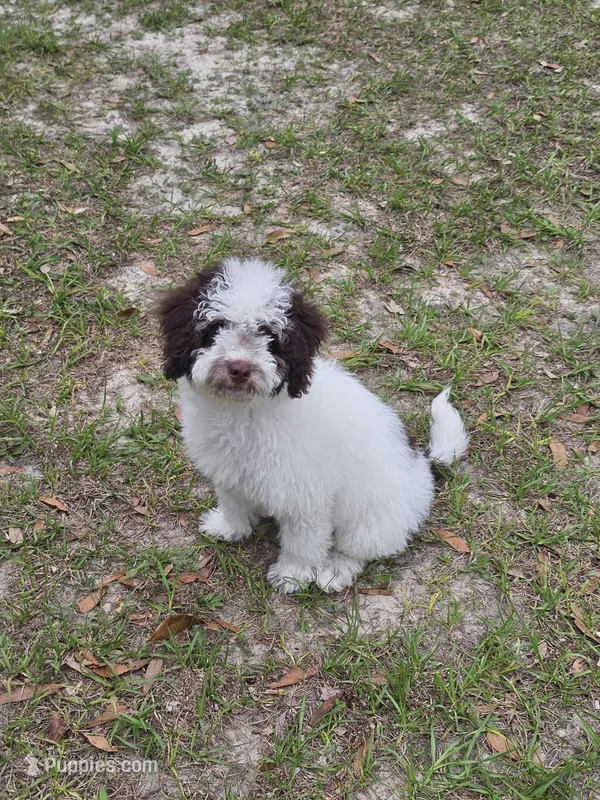 Teddy *Crate Trained* , a male Cockapoo for sale in Lake City, FL – Photo 1 of 2