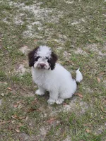 Teddy *Crate Trained* , a male Cockapoo for sale in Lake City, FL – Photo 1 of 2