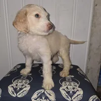 processed/09ca421d-17e6-4899-a694-814dedb25bac/listing/7ecc817e-9c04-49d4-815e-b83705322e97/c0727b7e-0c49-4d66-a625-19ea0ed69226