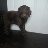 Aisling, a female Irish Doodle for sale in Lake City, FL – 2 of 5