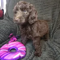 Roisin, a female Irish Doodle for sale in Lake City, FL – 2 of 6