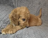 Talulla, a female Irish Doodle for sale in Lake City, FL – 4 of 10
