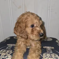 processed/09ca421d-17e6-4899-a694-814dedb25bac/listing/8571a90a-ed5d-47c8-a9f7-f2e8378afeeb/b64d660f-0a8f-4af3-a56e-9e64229c4c33