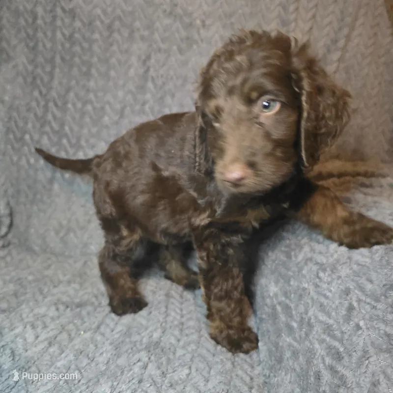 Ferris – Irish Doodle puppy for sale in Lake City, FL