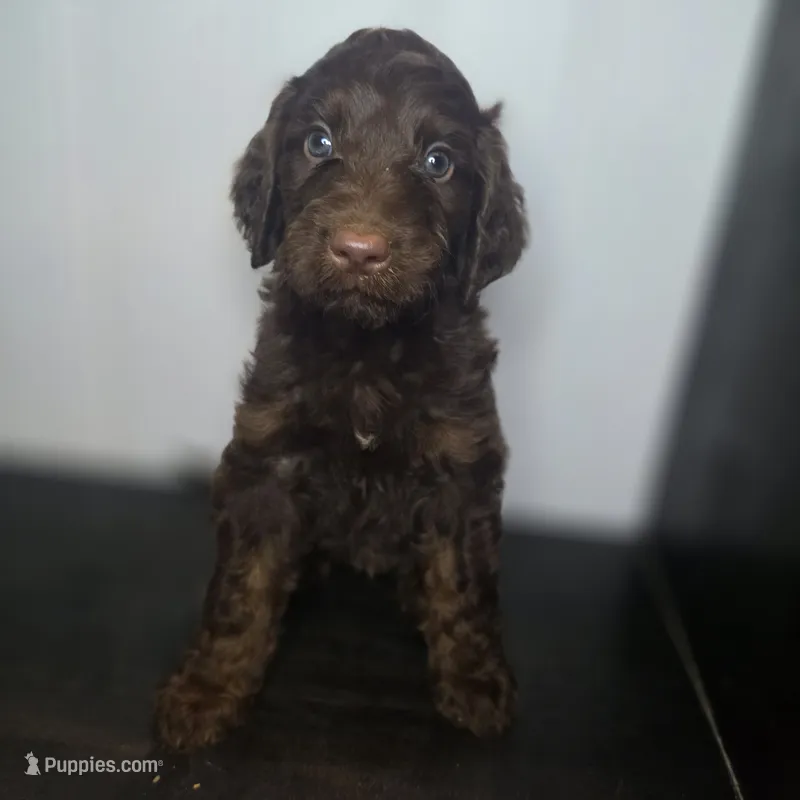 Rian – Irish Doodle puppy for sale in Lake City, FL