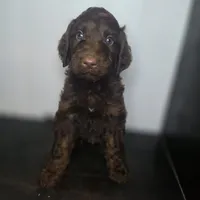Rian, a male Irish Doodle for sale in Lake City, FL – 1 of 3