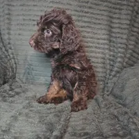 Sullivan, a male Irish Doodle for sale in Lake City, FL – 4 of 8