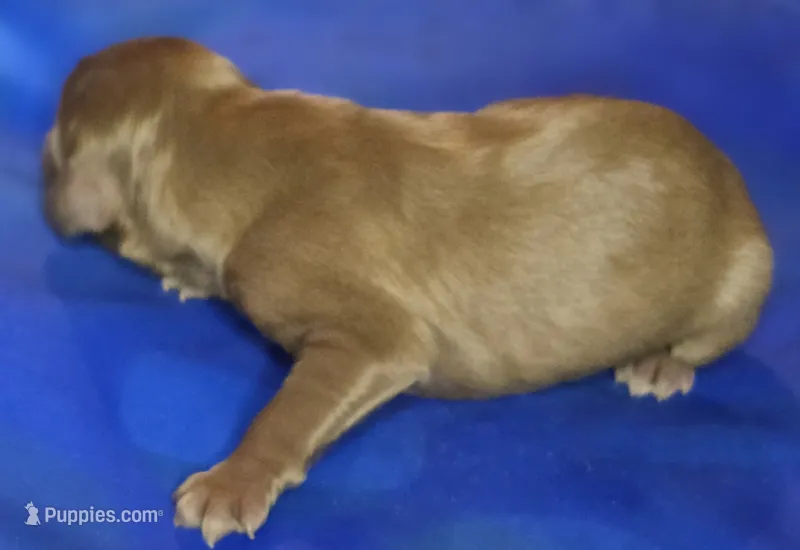 Grady – Irish Doodle puppy for sale in Lake City, FL