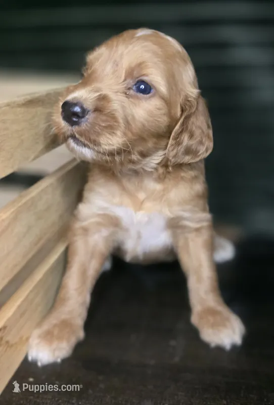 Talulla – Irish Doodle puppy for sale in Lake City, FL
