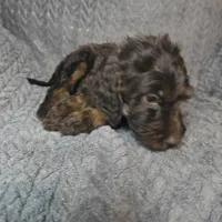 Sullivan, a male Irish Doodle for sale in Lake City, FL – 3 of 8