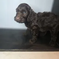 Ferris, a male Irish Doodle for sale in Lake City, FL – 2 of 4
