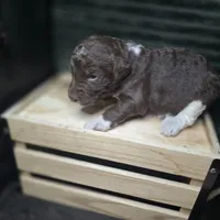 Woody, a male Goldendoodle for sale in Lake City, FL – 5 of 8