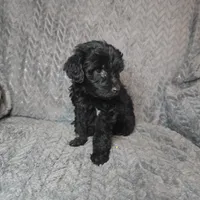 Hamlet, a male Goldendoodle for sale in Lake City, FL – 3 of 3