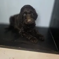 Ferris, a male Irish Doodle for sale in Lake City, FL – 4 of 4