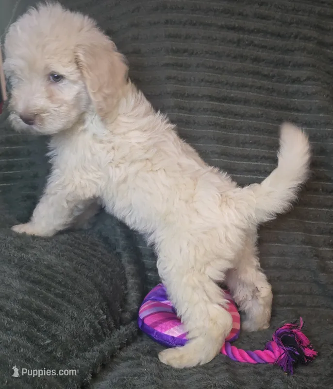Lily Pad – Goldendoodle puppy for sale in Lake City, FL