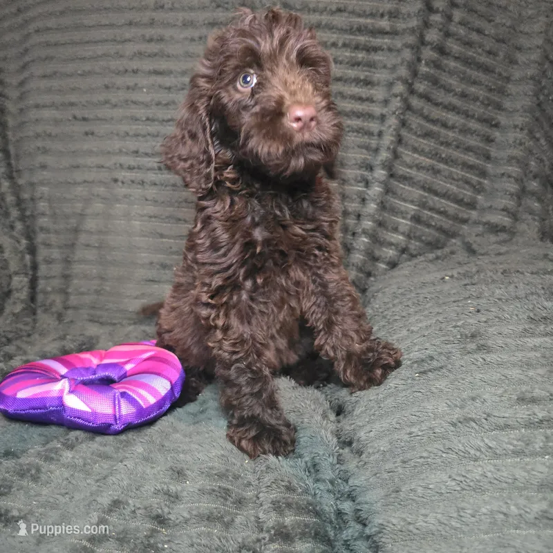 Rian – Irish Doodle puppy for sale in Lake City, FL