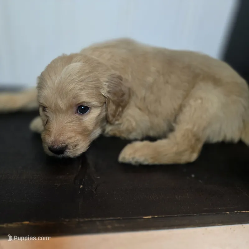 Bo Peep – Goldendoodle puppy for sale in Lake City, FL