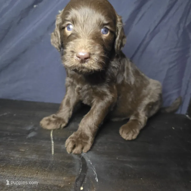 Jessie – Goldendoodle puppy for sale in Lake City, FL