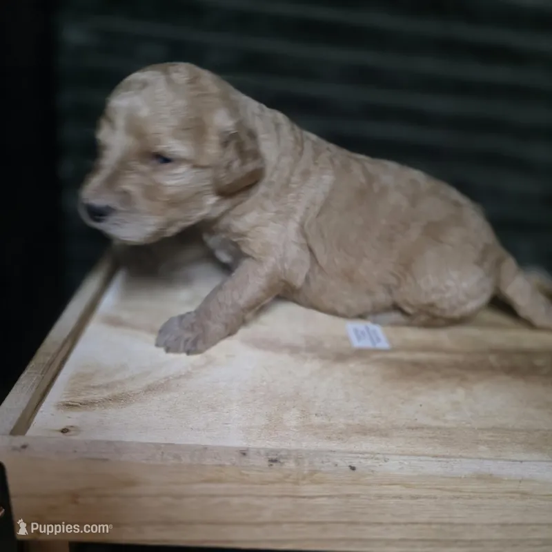 Rex – Goldendoodle puppy for sale in Lake City, FL