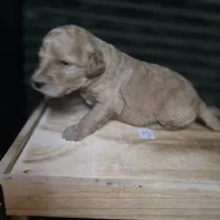 Rex, a male Goldendoodle for sale in Lake City, FL – 1 of 4