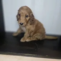 Talulla, a female Irish Doodle for sale in Lake City, FL – 3 of 4