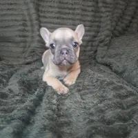Olive, a female French Bulldog for sale in Lake City, FL – 4 of 4