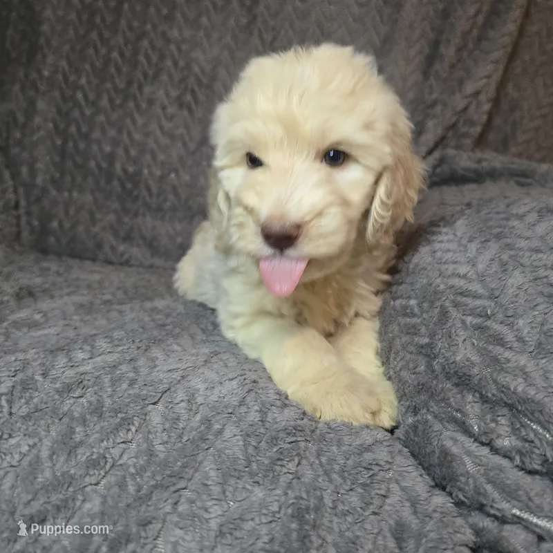 Lily Pad – Goldendoodle puppy for sale in Lake City, FL