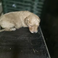 Rex, a male Goldendoodle for sale in Lake City, FL – 4 of 4
