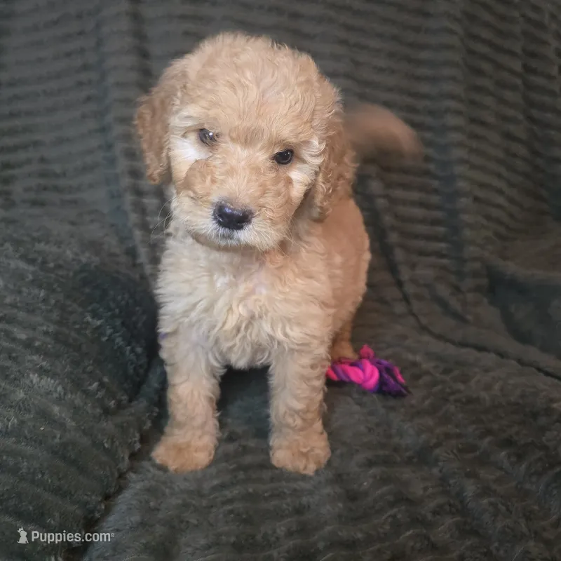 Rex – Goldendoodle puppy for sale in Lake City, FL
