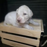 Buzz, a male Goldendoodle for sale in Lake City, FL – 4 of 5