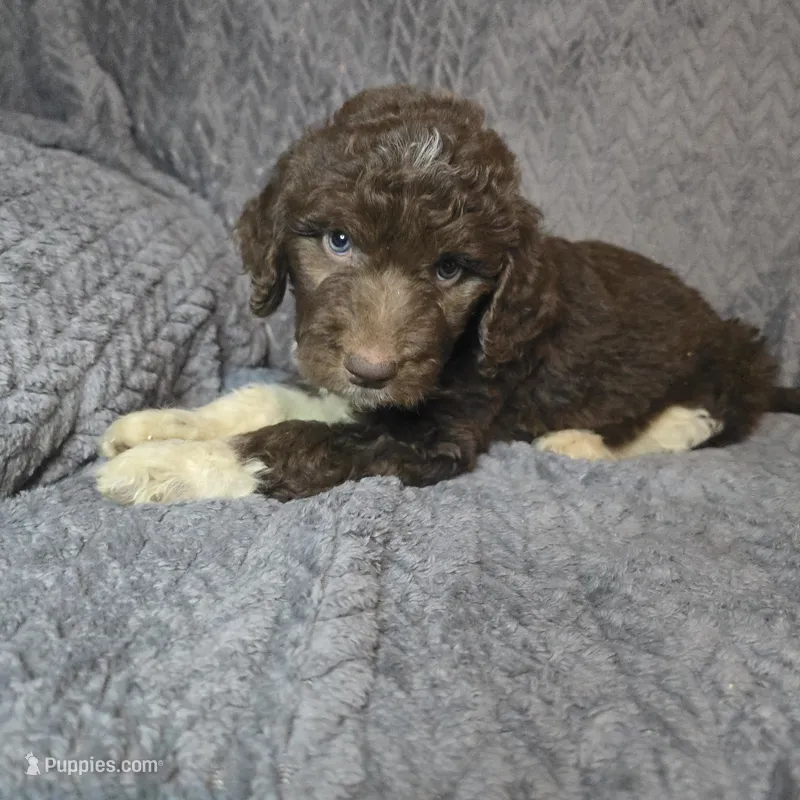 Woody – Goldendoodle puppy for sale in Lake City, FL