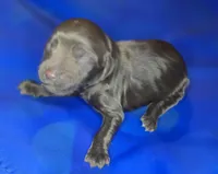 Rian, a male Irish Doodle for sale in Lake City, FL – 3 of 5