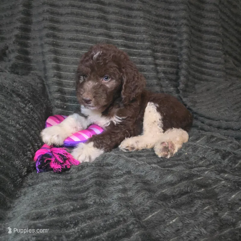 Woody – Goldendoodle puppy for sale in Lake City, FL
