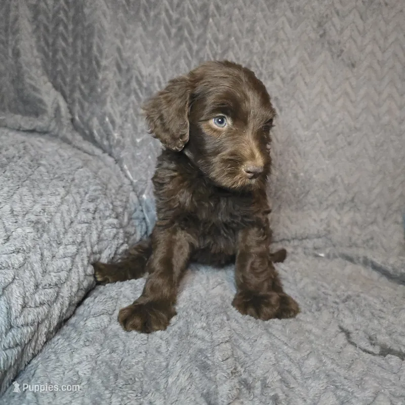 Bullseye – Goldendoodle puppy for sale in Lake City, FL