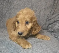 Talulla, a female Irish Doodle for sale in Lake City, FL – 6 of 10