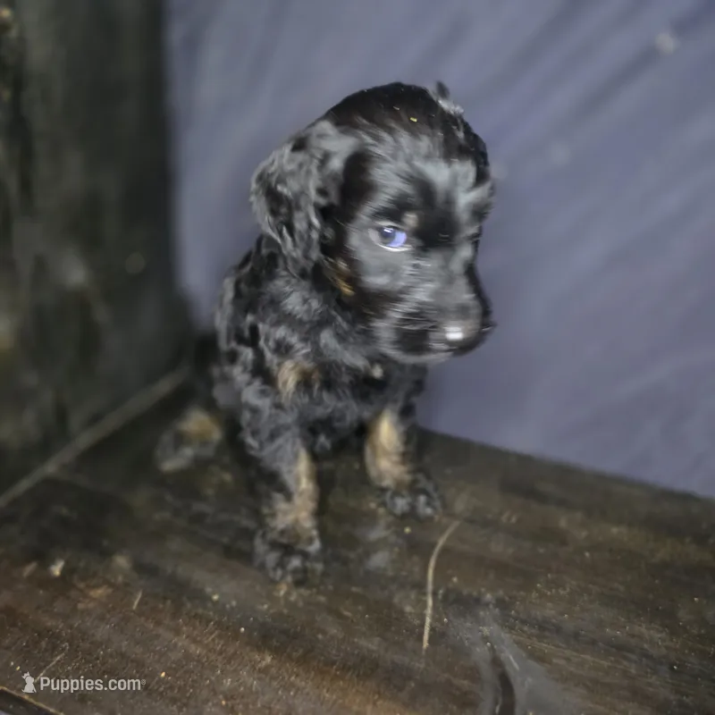 Bree – Irish Doodle puppy for sale in Lake City, FL