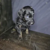Bree, a female Irish Doodle for sale in Lake City, FL – 1 of 10
