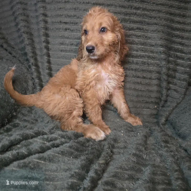 Talulla – Irish Doodle puppy for sale in Lake City, FL